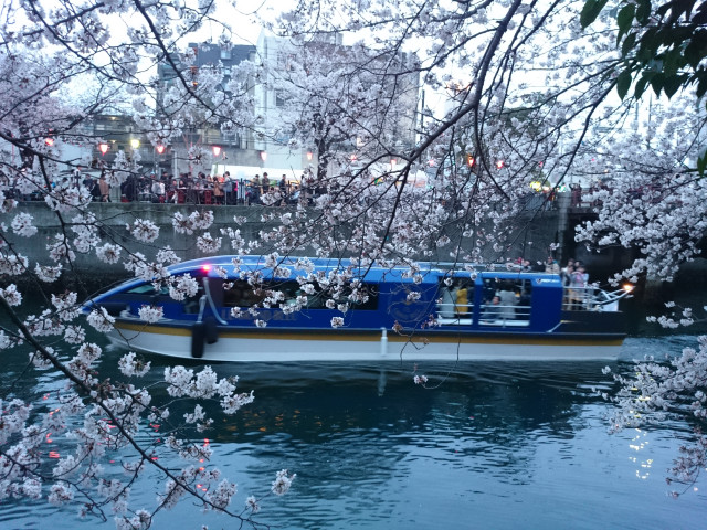 お花見限定　貸切クルーズ